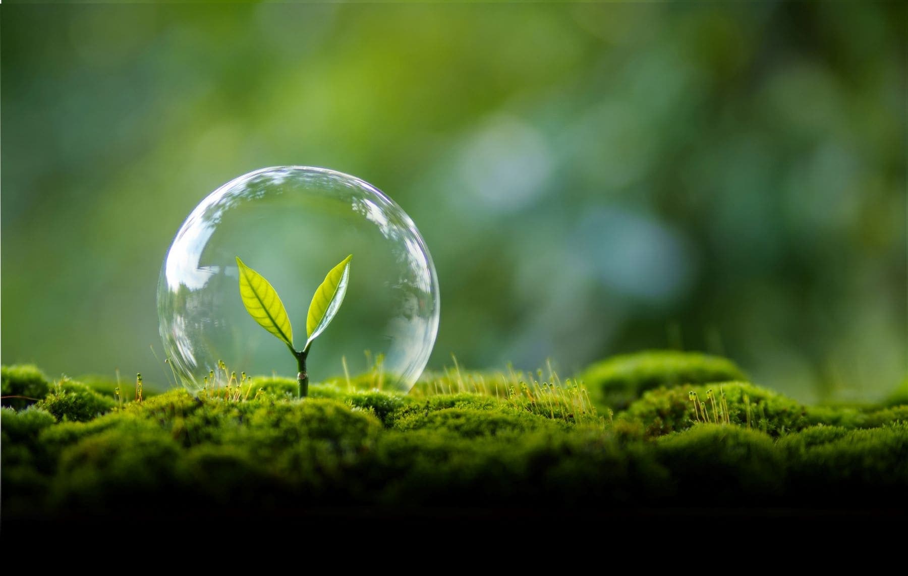 Medio Ambiente